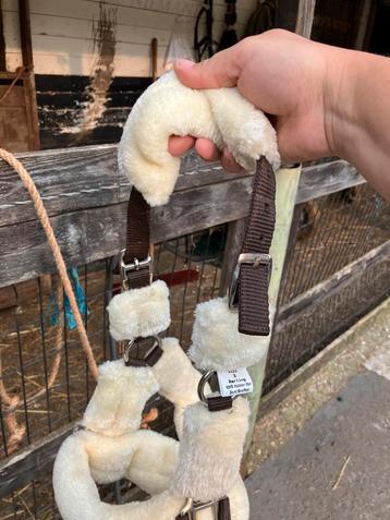 2 shetlander / mini halsters beschikbaar voor biedingen