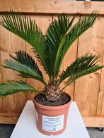 Cycas Revoluta- Vredespalm, Enlèvement