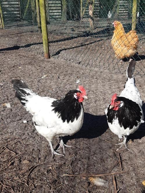 lakenvelder broedeieren, Dieren en Toebehoren, Pluimvee, Kip, Geslacht onbekend