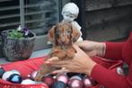 Teckel pups prachtige kleuren, Dieren en Toebehoren, Honden | Teckels en Dashonden, België, 8 tot 15 weken, Korthaar, Dwerg