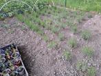 lavendelplanten, kleine, middel groot en grote planten, Ophalen