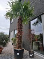 Palmboom Trachycarpus Fortunei - winterharde palmbomen, Halfschaduw, Ophalen