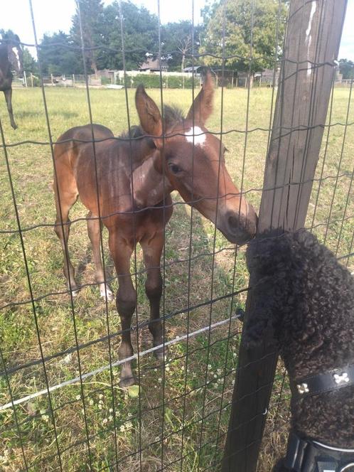 Verzorgpaard gezocht, Dieren en Toebehoren, Paarden
