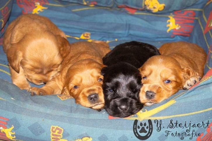 Engelse cocker pups, beide ouders zijn hier aanwezig, Dieren en Toebehoren, Honden | Retrievers, Spaniëls en Waterhonden, Meerdere dieren