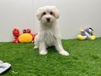Havanezer pup, België, Overige rassen, 8 tot 15 weken, Eén hond