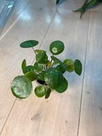 Pilea White Splash Variegata, Huis en Inrichting, Ophalen of Verzenden