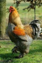 brahama groot hoender haan gezocht, Dieren en Toebehoren, Pluimvee