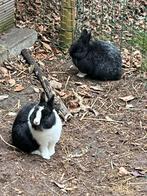Radzuivere kleurdwerg konijntjes, Dieren en Toebehoren, Konijnen
