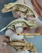 Wimpergekko nakweek tricolor, Dieren en Toebehoren, Reptielen en Amfibieën