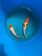 Japanse koi 25-30cm, Karper of Koi