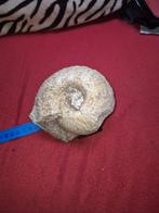 1.535 kg fossiel van ammoniet uit het Devoon, Ophalen