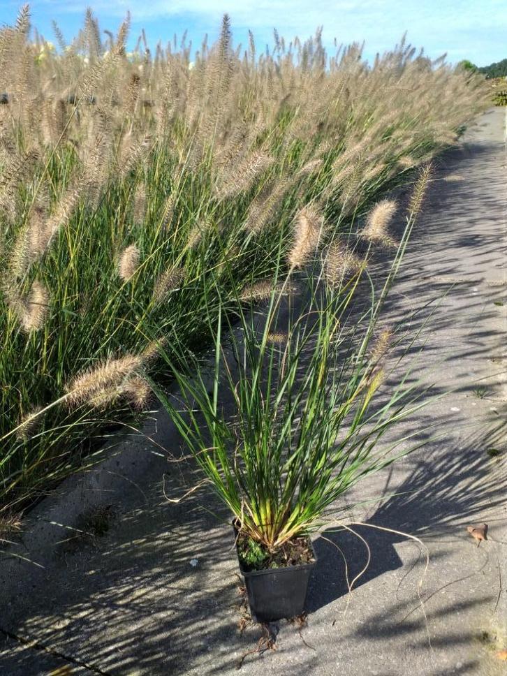 Siergras/Lampenpoetsersgras/Pennisetum 'Hameln', Tuin en Terras, Planten | Tuinplanten, Ophalen