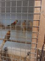 roodrug parkiet, Dieren en Toebehoren, Meerdere dieren, Parkiet, Geringd