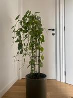 Plant, Huis en Inrichting, Kamerplanten, 100 tot 150 cm, Halfschaduw, In pot, Ophalen