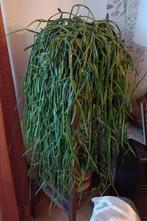 Grande plante verte intérieur succulente riphsalis, Plante succulente, Moins de 100 cm, Enlèvement, Plante verte