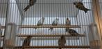 IJSLANDSE BARMSIJS - ROSTRATA, Meerdere dieren, Wildzangvogel, Geringd