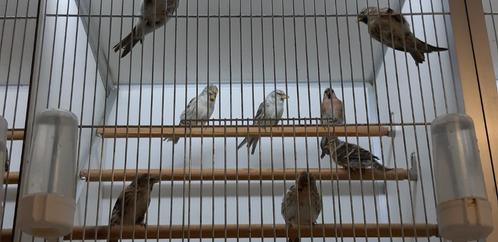 IJSLANDSE BARMSIJS - ROSTRATA, Dieren en Toebehoren, Vogels | Overige Vogels, Wildzangvogel, Meerdere dieren, Tam, Geringd