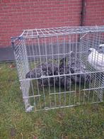 Mechelse koekoeks  3 henne, Enlèvement ou Envoi