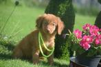 Nova scotia duck tolling retriever pups, België, Overige rassen, 8 tot 15 weken, Meerdere