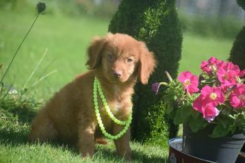 Nova scotia duck tolling retriever pups  beschikbaar voor biedingen