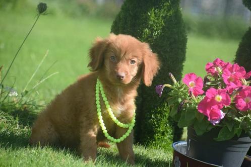 Nova scotia duck tolling retriever pups, Dieren en Toebehoren, Honden | Retrievers, Spaniëls en Waterhonden, Meerdere dieren, Overige rassen