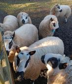 Kerry Hill lammeren 2025 te koop, Dieren en Toebehoren, Meerdere dieren, Schaap, 0 tot 2 jaar