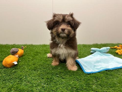 Havanezer pup, Dieren en Toebehoren, Honden | Chihuahua's en Gezelschapshonden, Teef, Overige rassen, Fokker | Professioneel, Eén hond