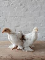 Cochinkriel haantje (gratis), Mannelijk, Kip
