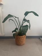 Plant ikea + pot, Ophalen