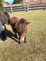 Mini shetlander, Dieren en Toebehoren