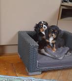 Leuke cavalier king charles pupjes, België, CDV (hondenziekte), 8 tot 15 weken, Meerdere