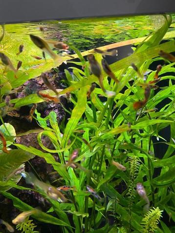 Guppy’s Endler 30st 20€ beschikbaar voor biedingen