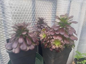 Aeonium arboreum - vetplant beschikbaar voor biedingen