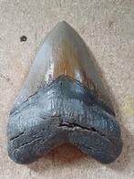 Grote replica megalodon tand + klauw T-Rex, Verzamelen, Mineralen en Fossielen, Ophalen of Verzenden, Fossiel
