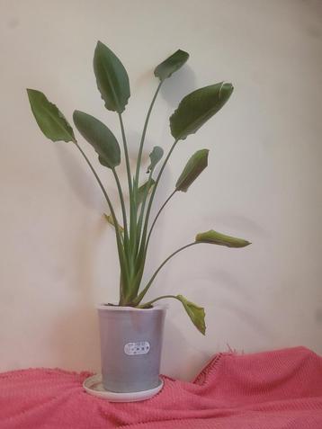 Strelitzia beschikbaar voor biedingen