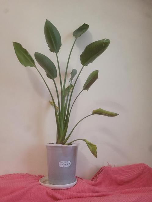 Strelitzia, Huis en Inrichting, Kamerplanten, Overige soorten, 100 tot 150 cm, Bloeiende kamerplant, Halfschaduw, In pot, Ophalen