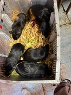 Cavia zeugjes, Dieren en Toebehoren, Cavia, Augustus, Vrouwelijk, Tam