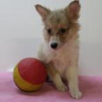 Sheltie pups – zachtaardige schoonheid in sable-wit, Dieren en Toebehoren, Honden | Herdershonden en Veedrijvers, België, CDV (hondenziekte)