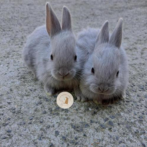 Verschillende jonge konijntjes beschikbaar, Dieren en Toebehoren, Konijnen, Meerdere dieren, 0 tot 2 jaar