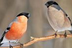 Europese Goudvink pop, Dieren en Toebehoren, Vogels | Overige Vogels, Vrouwelijk, Wildzangvogel, Geringd