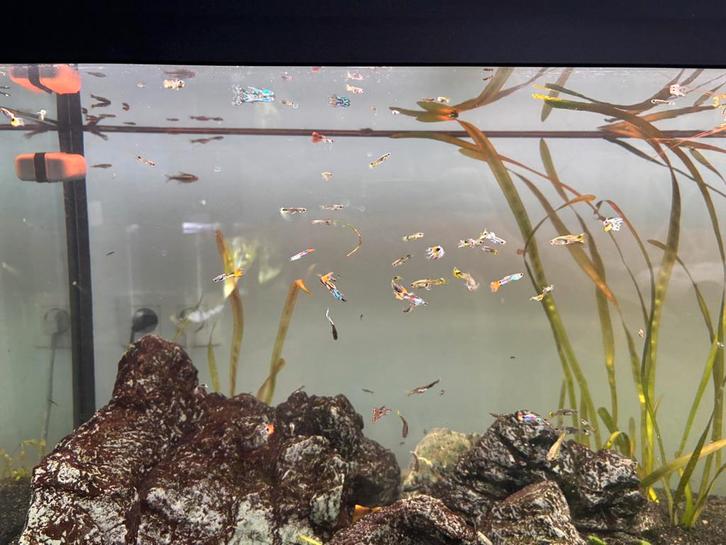 +- 100 guppy klein & groot, Dieren en Toebehoren, Vissen | Aquariumvissen, Zoetwatervis, Vis, Schoolvis
