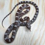 Korenslang 9 maand, Coral Ghost (mét roze !), Dieren en Toebehoren, Slang, Tam, 0 tot 2 jaar