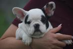 Franse bulldog pups 🌸🐾, Dieren en Toebehoren, CDV (hondenziekte), Meerdere, Bulldog, Meerdere dieren