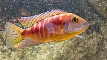 Malawi Cycliden beschikbaar voor biedingen