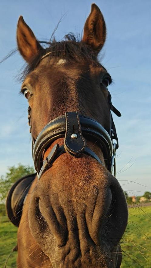 Braaf paardje te koop, Dieren en Toebehoren, Paarden, Ruin, Zadelmak, 160 tot 165 cm, 11 jaar of ouder, Recreatiepaard