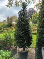 Prunus Lusitanica Angustifolia, Tuin en Terras, Planten | Struiken en Hagen, Ophalen, Laurier