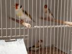 Grote distelvinken, Dieren en Toebehoren, Vogels | Overige Vogels