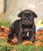 Franse Bulldog, Dieren en Toebehoren, België, CDV (hondenziekte), 8 tot 15 weken, Bulldog