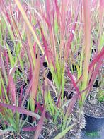 Imperata 'Red Baron' Herbe sanguine japonaise, Jardin & Terrasse, Plein soleil, Graminées ornementales, Enlèvement, Ne fleurit pas