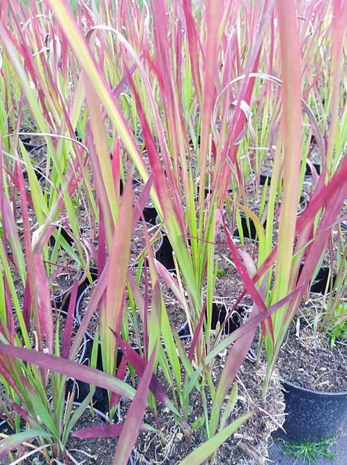 Imperata 'Red Baron' Japans Bloedgras, Tuin en Terras, Planten | Tuinplanten, Vaste plant, Siergrassen, Volle zon, Bloeit niet